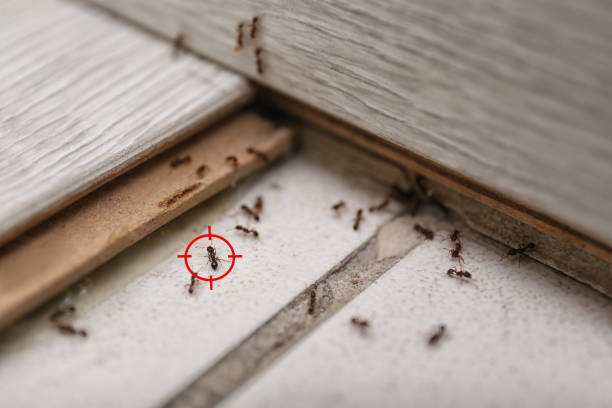 Best Termite Control Services  in Hoosick Falls, NY